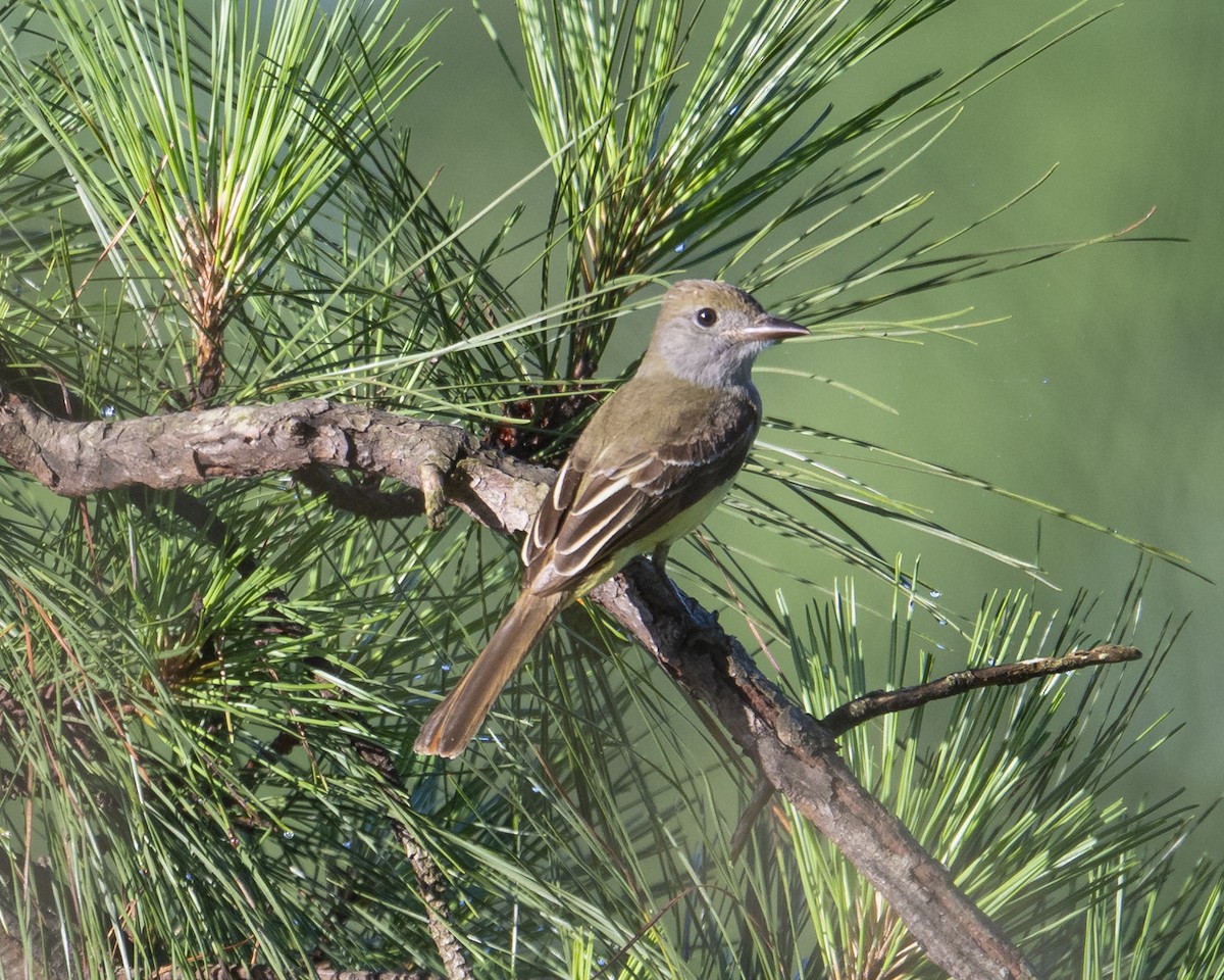 Great Crested Flycatcher - ML637334141