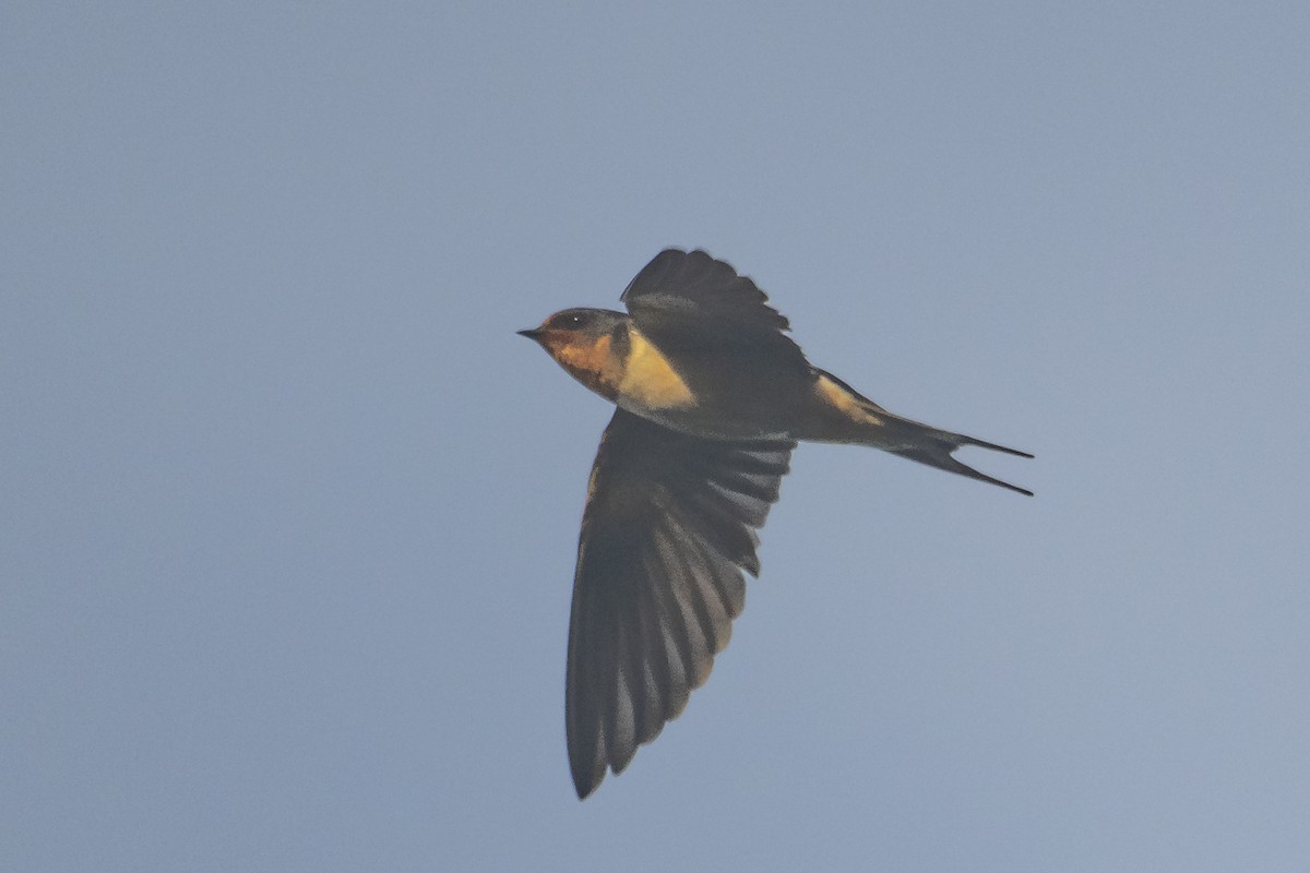 Barn Swallow - ML637334158