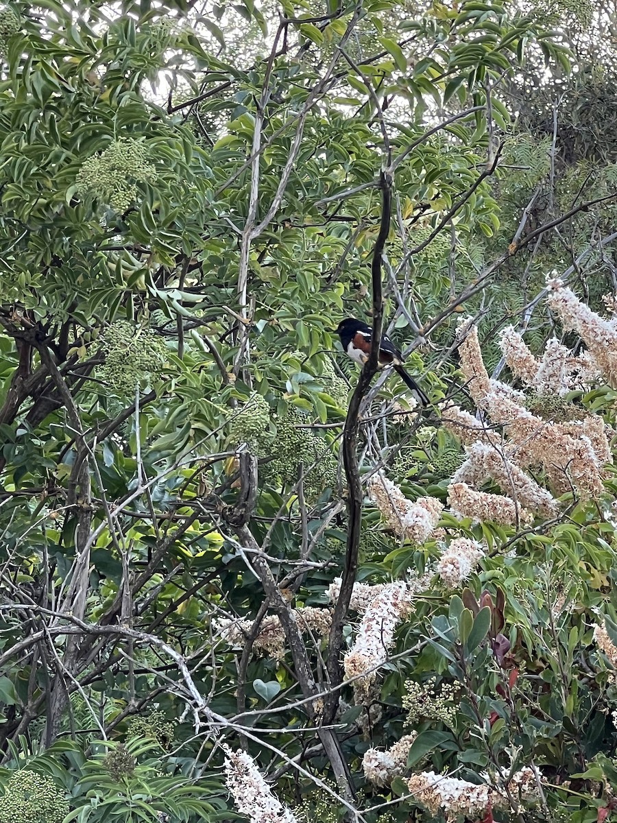 Spotted Towhee - ML637334203