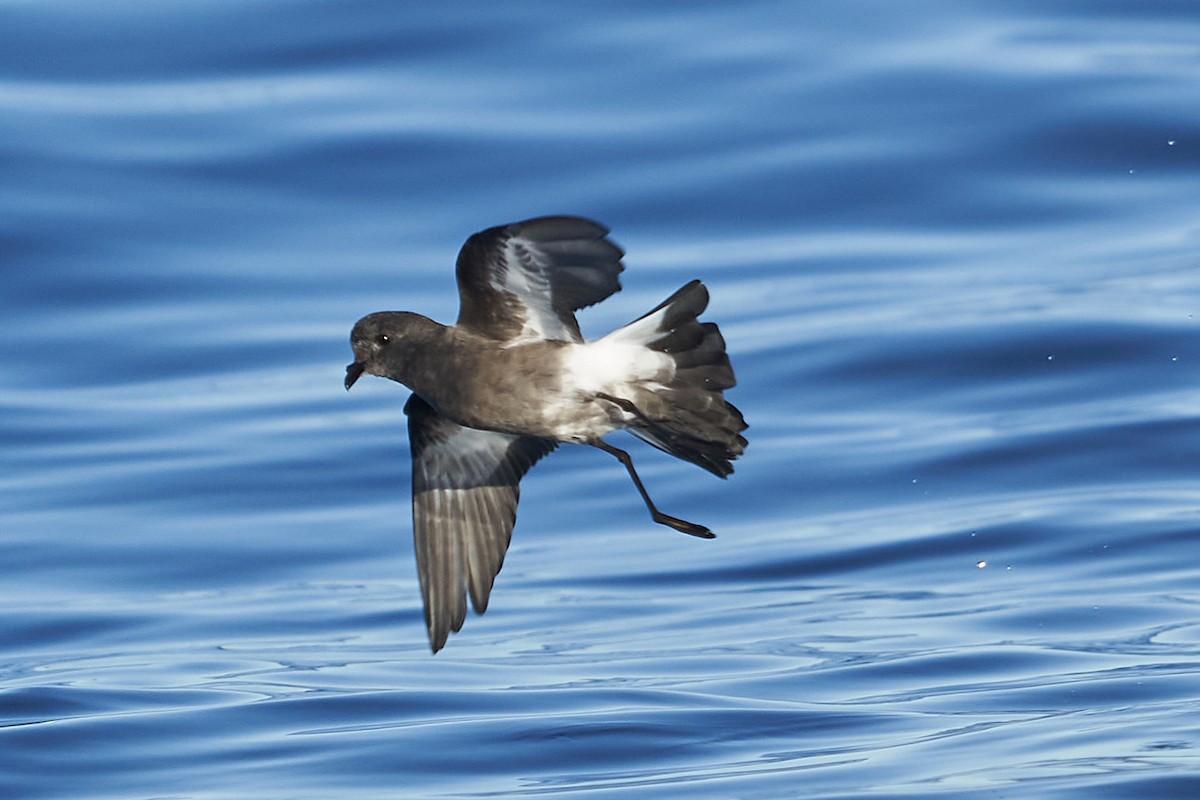 Pincoya Storm-Petrel - ML637334261