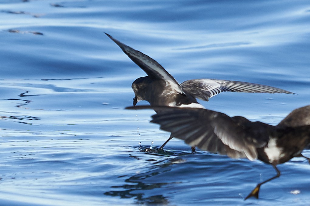 Pincoya Storm-Petrel - ML637334262
