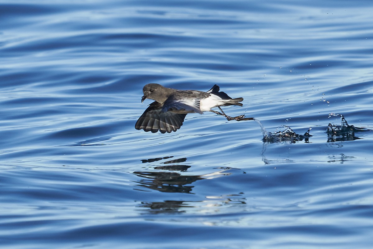 Pincoya Storm-Petrel - ML637334263