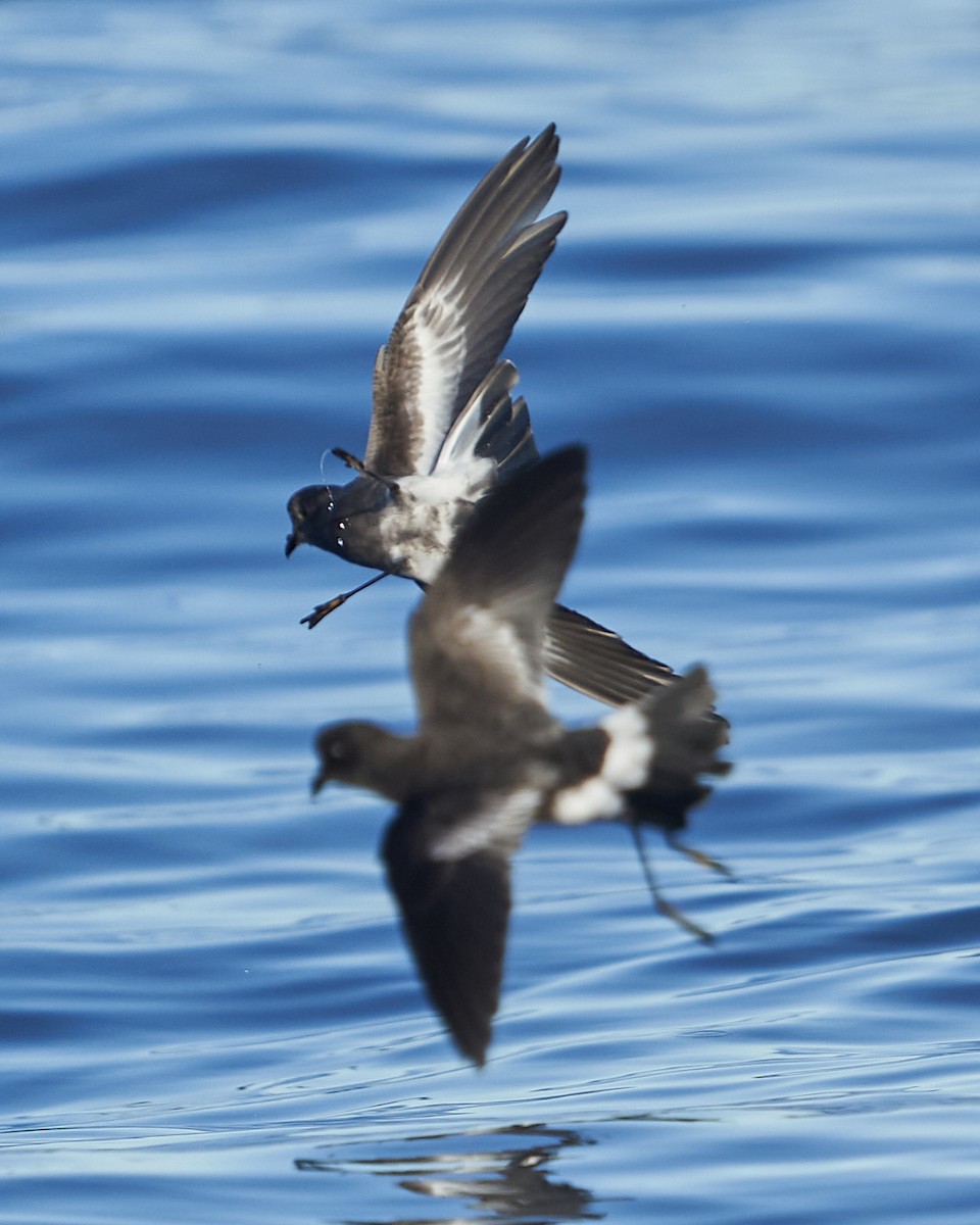 Pincoya Storm-Petrel - ML637334264