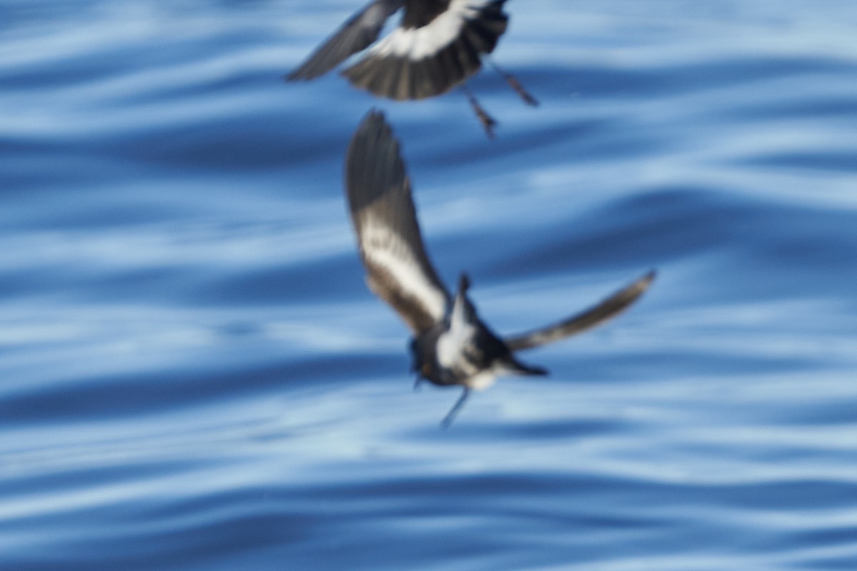 Pincoya Storm-Petrel - ML637334266