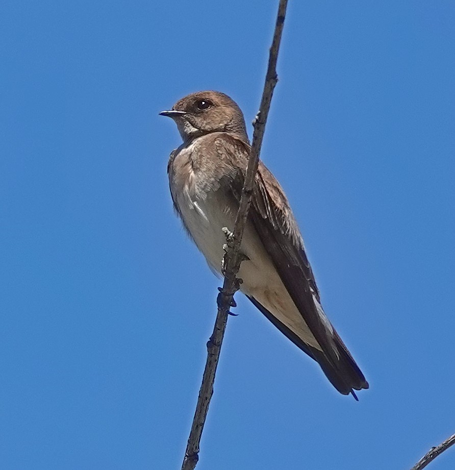 Northern Rough-winged Swallow - ML637334317