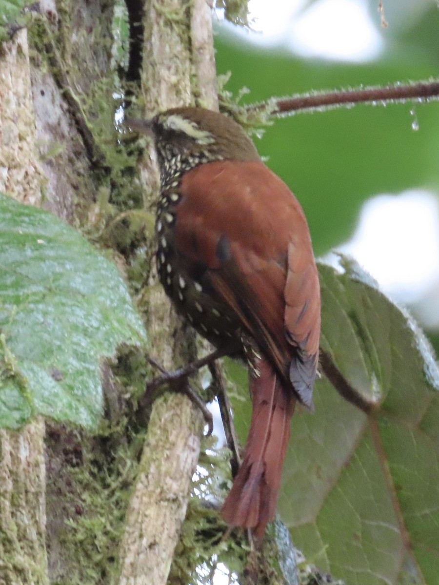 Pearled Treerunner - ML637334336