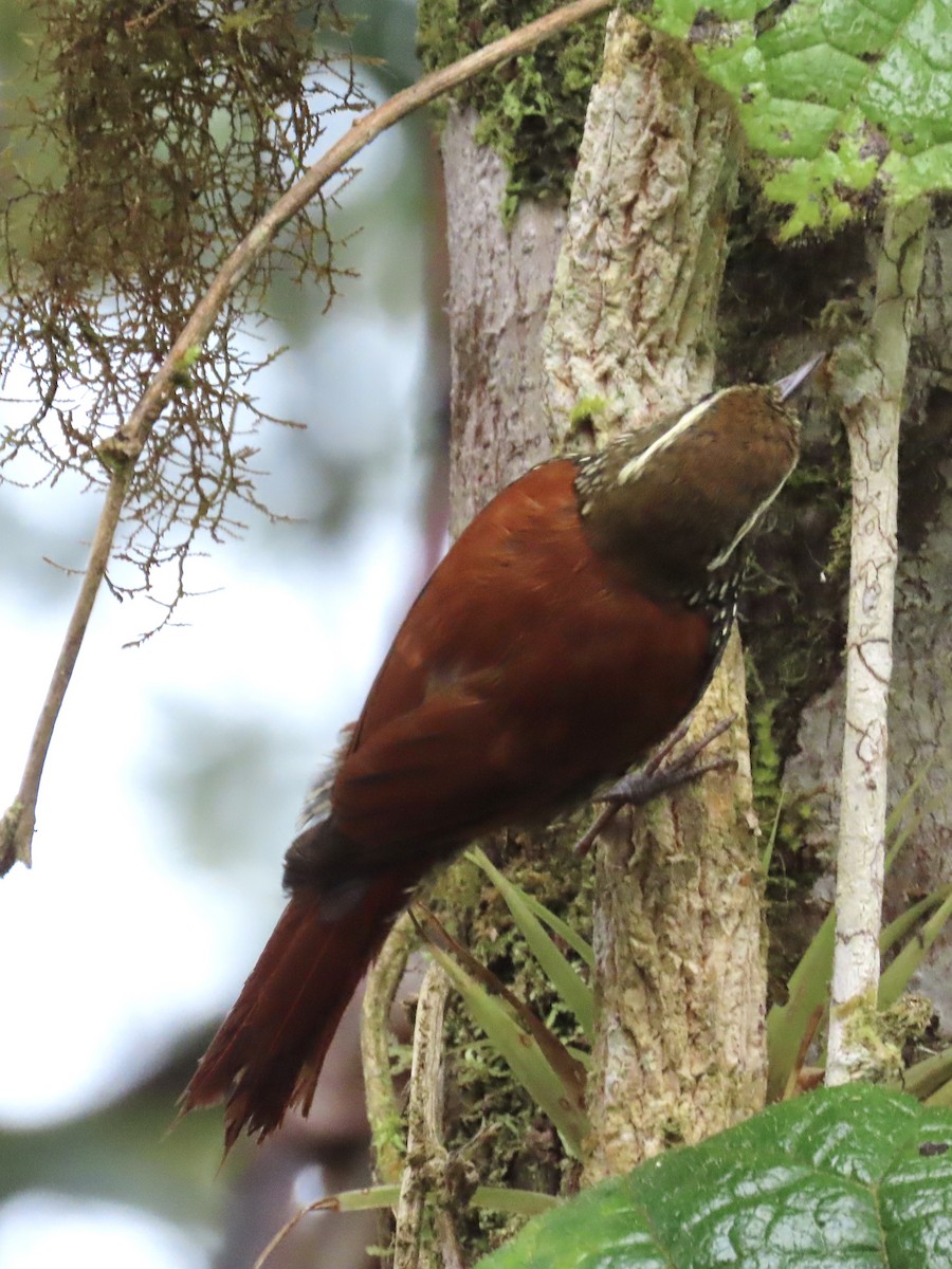 Pearled Treerunner - ML637334337