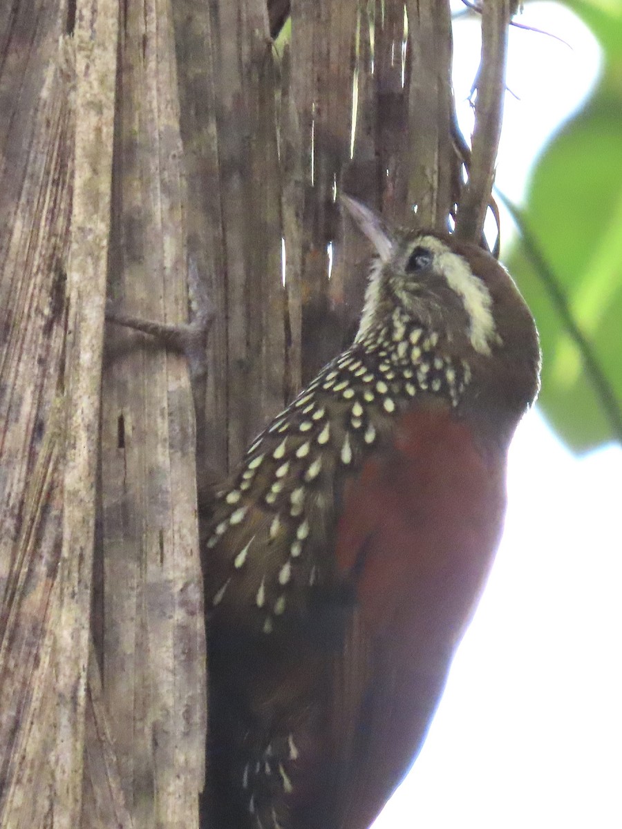 Pearled Treerunner - ML637334340