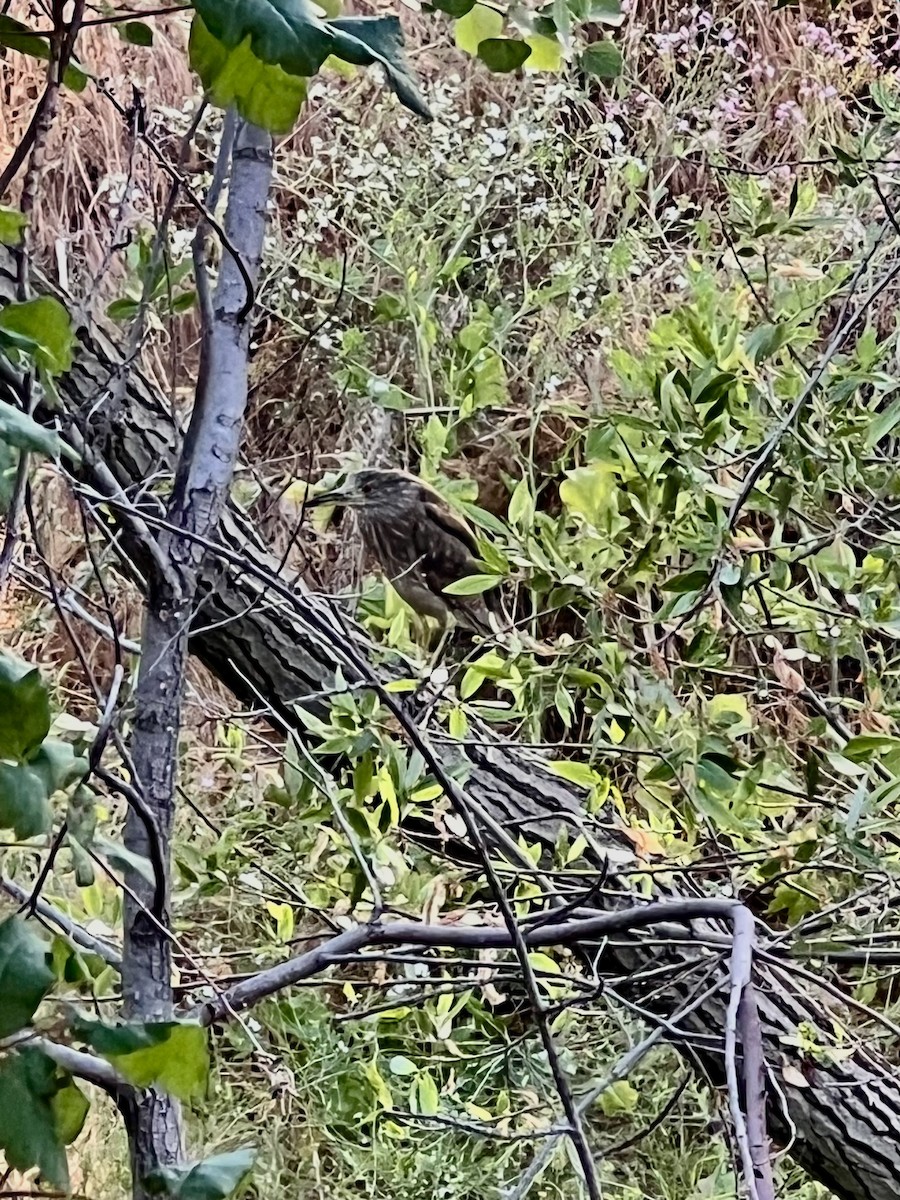 Black-crowned Night Heron - ML637334349