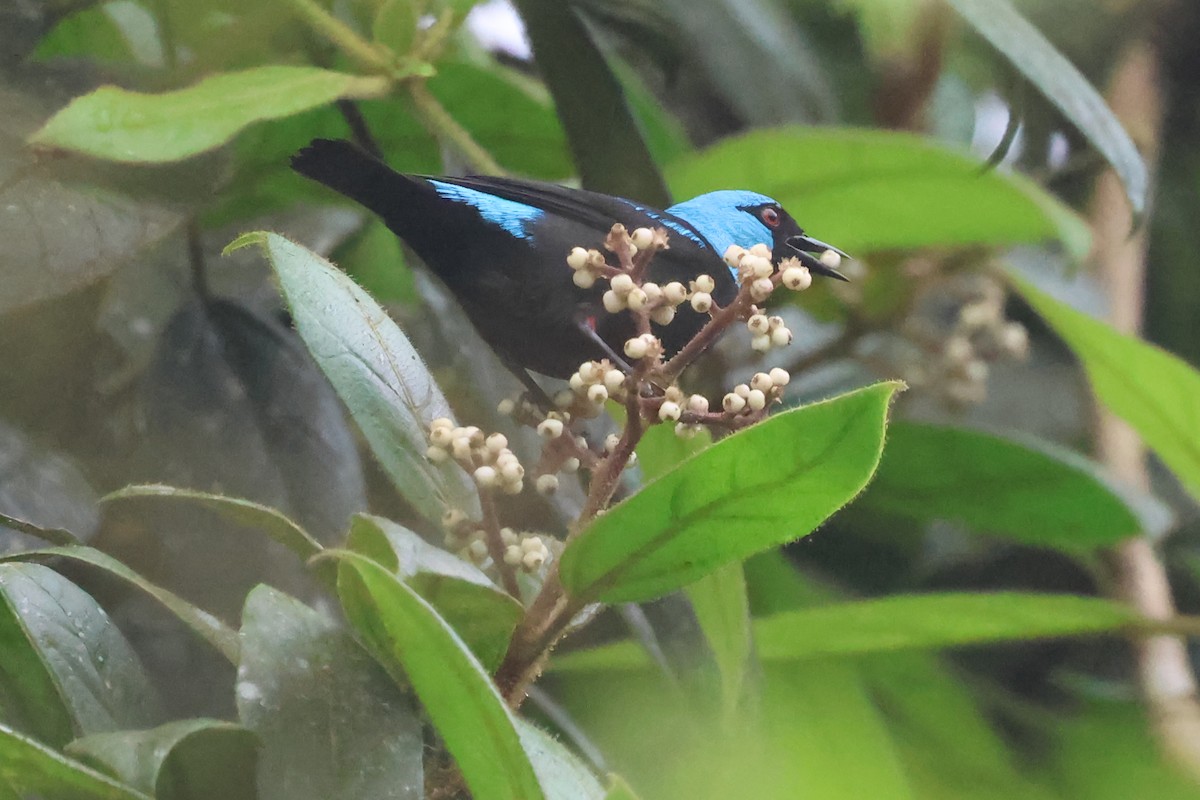 Scarlet-thighed Dacnis - ML637334350