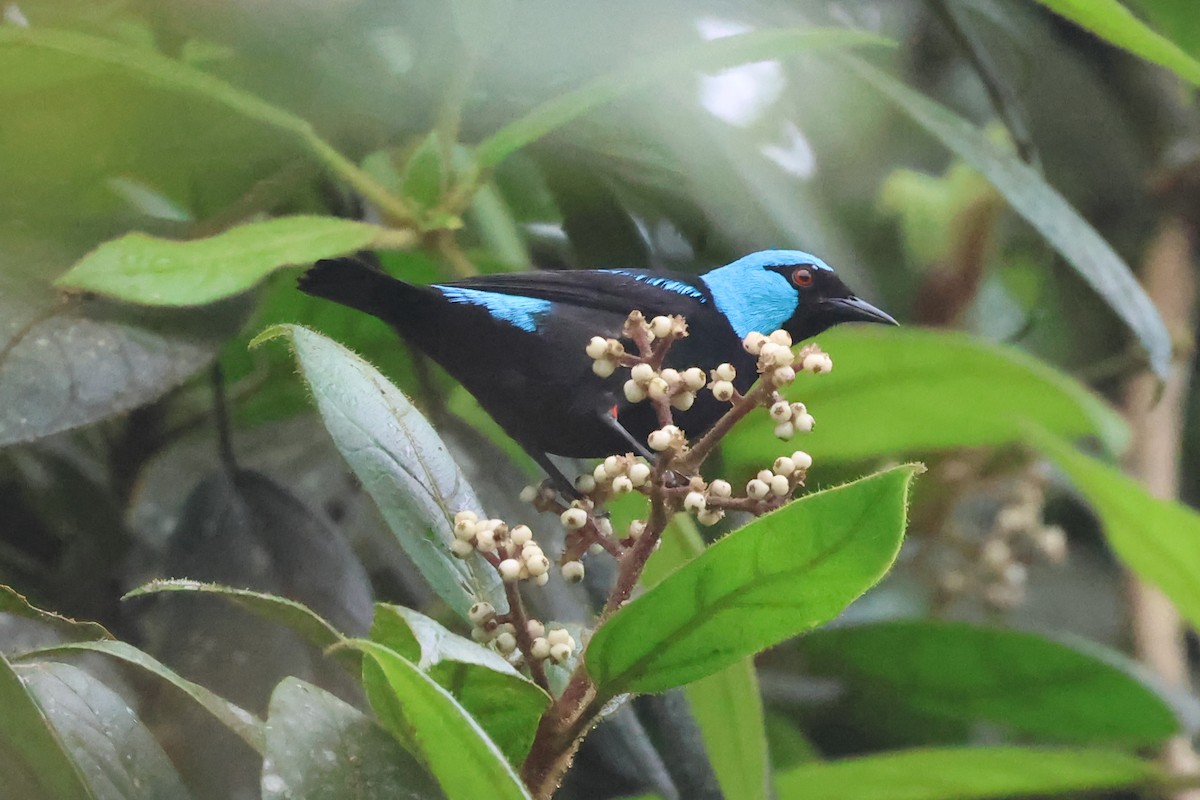 Scarlet-thighed Dacnis - ML637334353