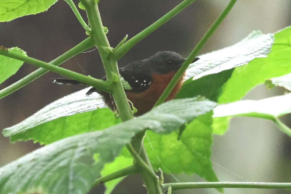 Dot-winged Antwren - ML637334370