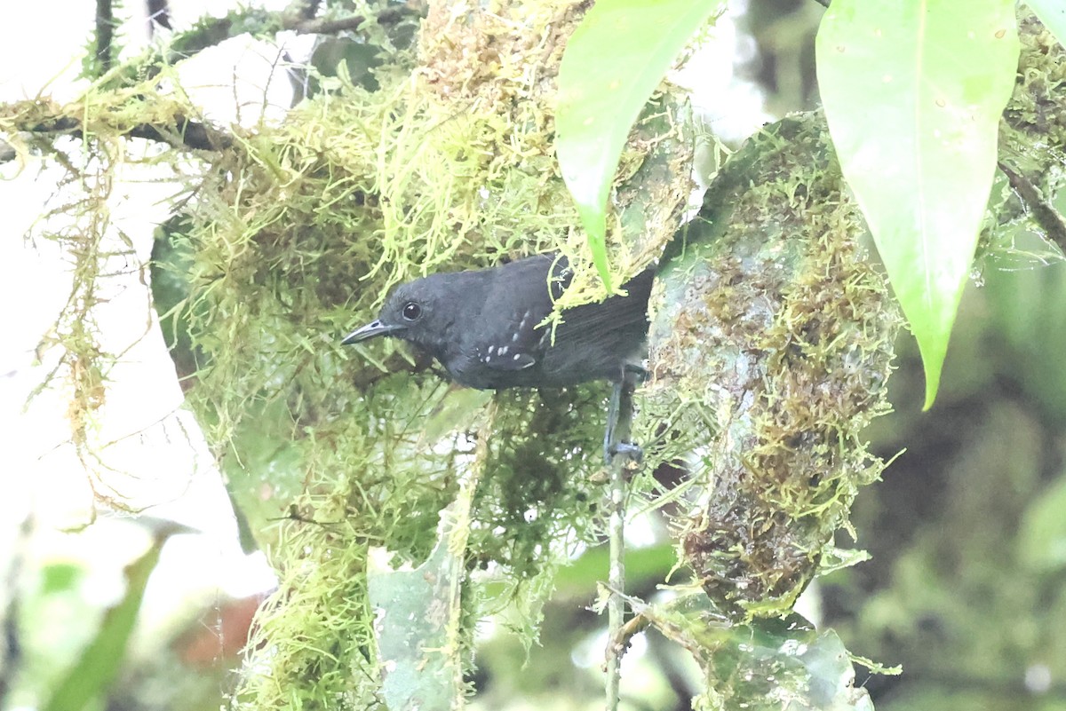 Slaty Antwren - ML637334406