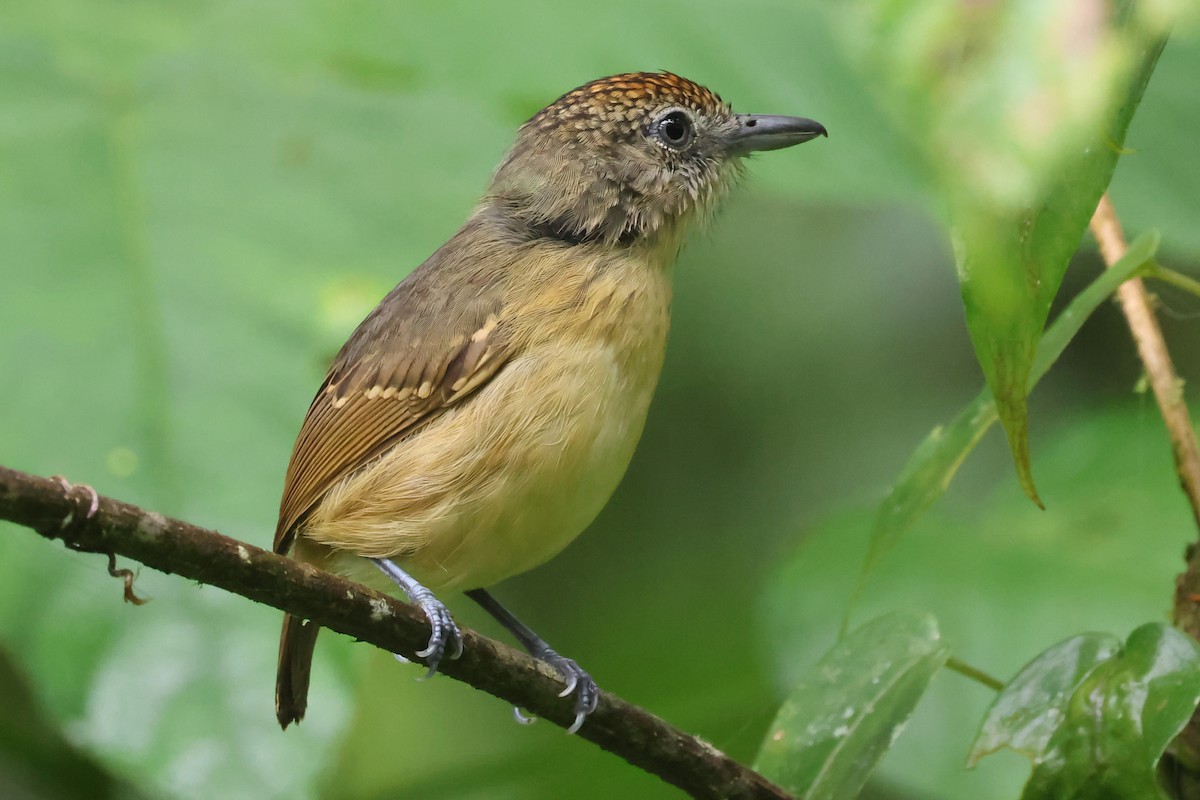Spot-crowned Antvireo - ML637334441