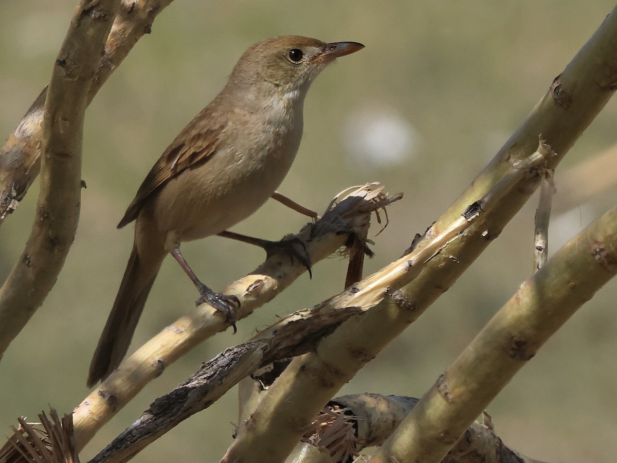 Thick-billed Warbler - ML637334463