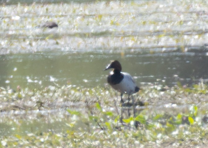 Canvasback - ML637334476