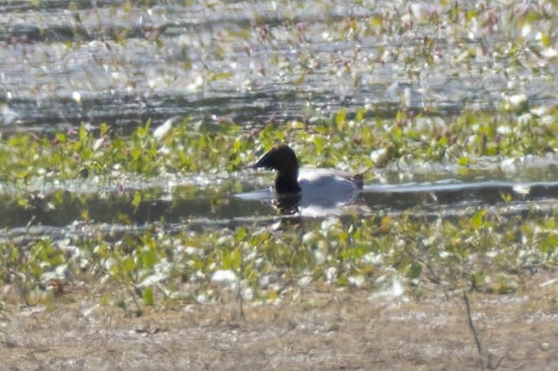 Canvasback - ML637334479
