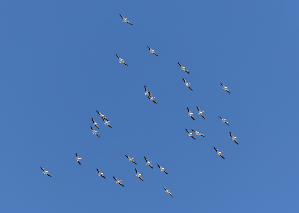 American White Pelican - ML637334489