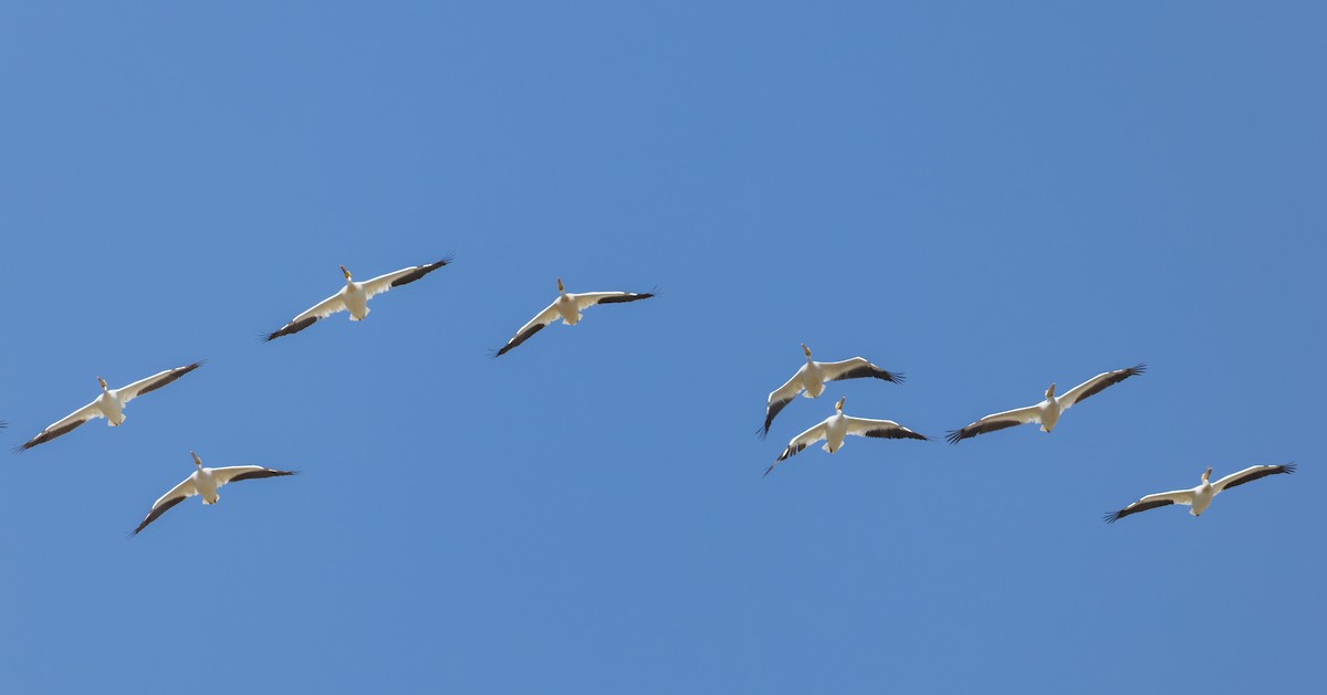 American White Pelican - ML637334491
