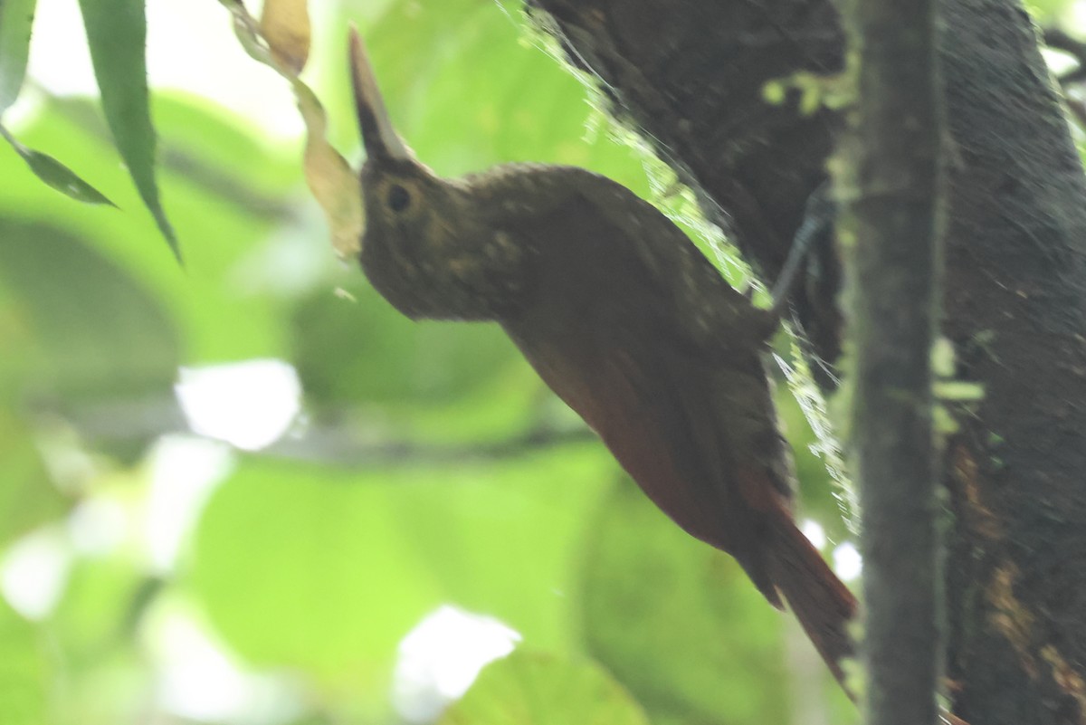 Spotted Woodcreeper - ML637334492