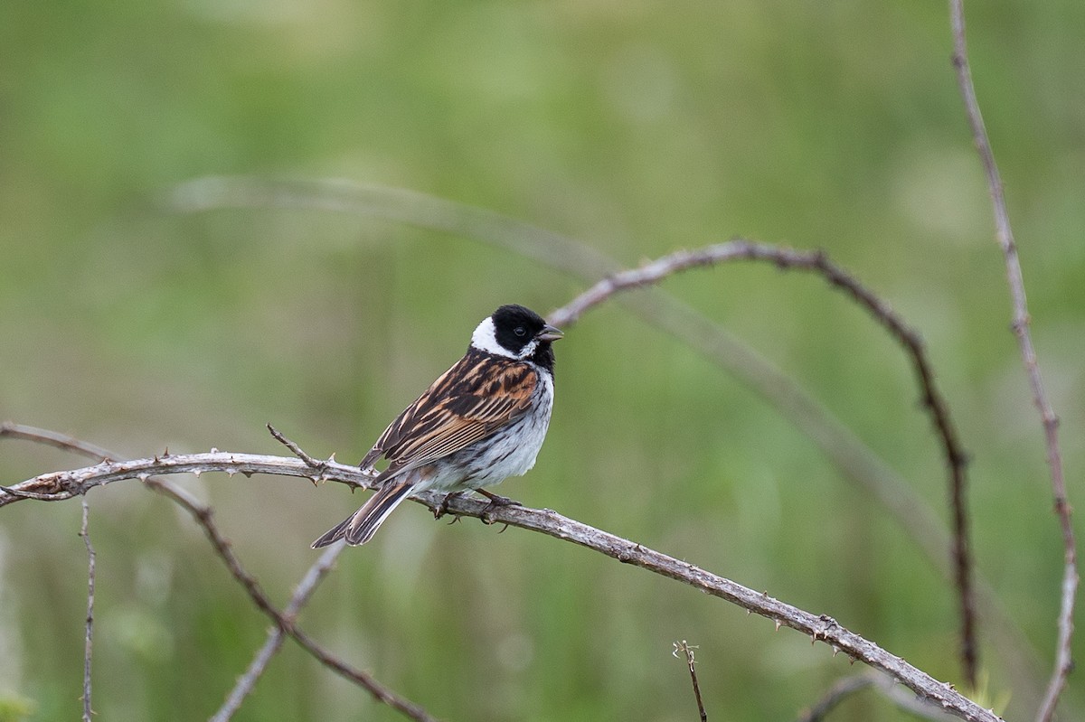 Reed Bunting - ML637334523