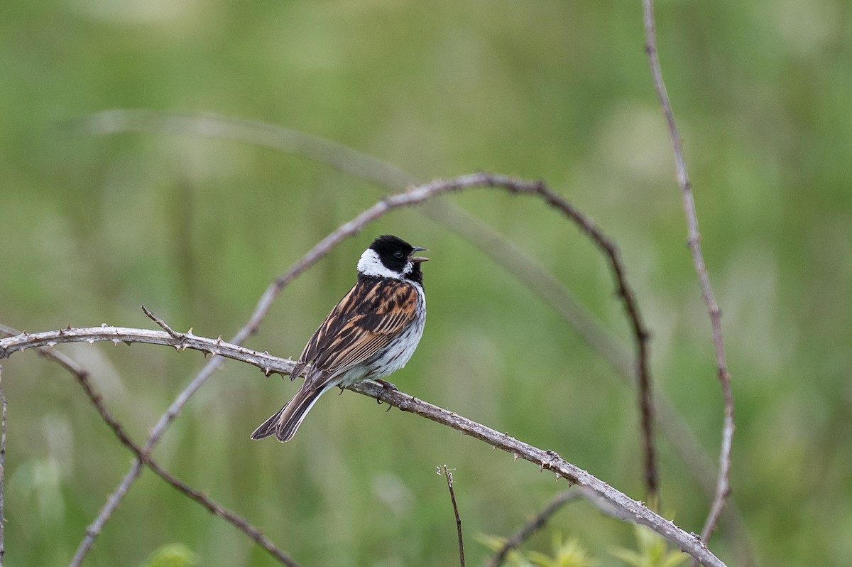 Reed Bunting - ML637334524