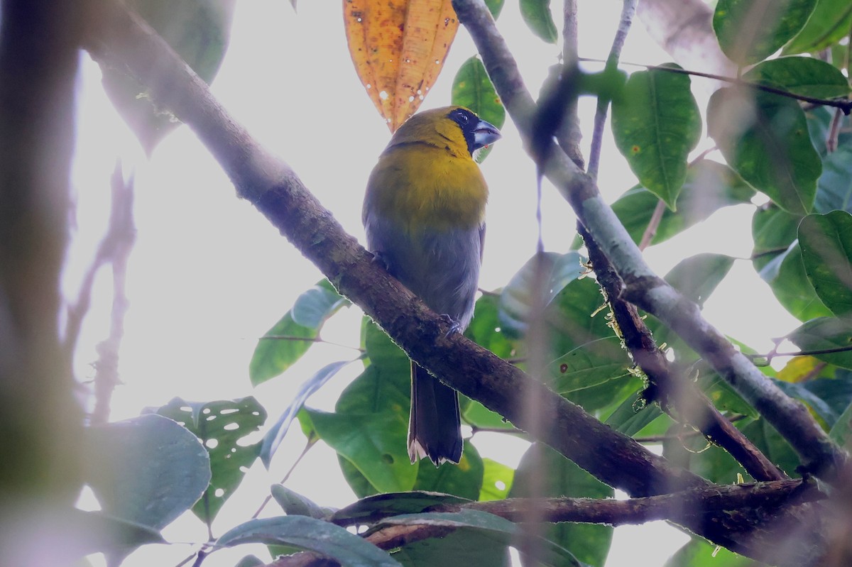 Black-faced Grosbeak - ML637334575