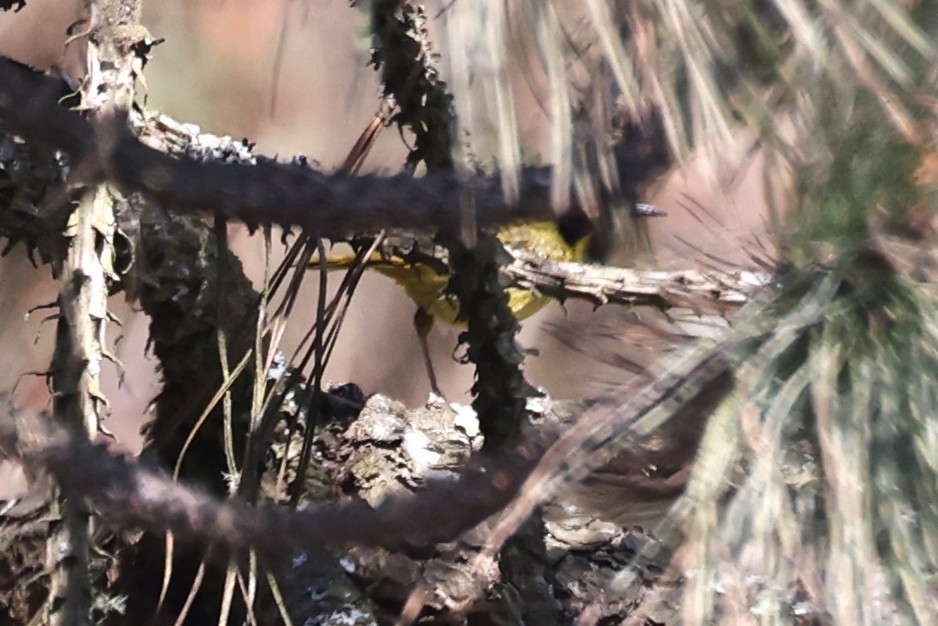Hooded Yellowthroat - ML637334601