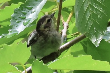 Blackburnian Warbler - ML637334613