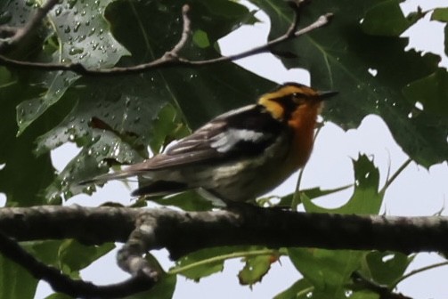 Blackburnian Warbler - ML637334614