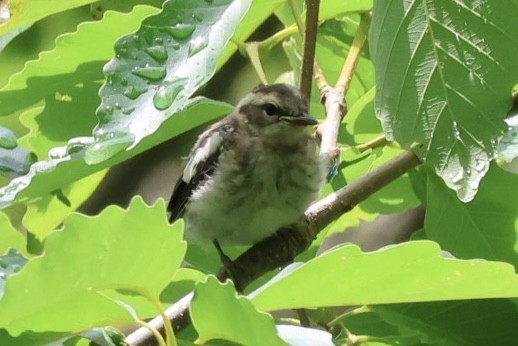Blackburnian Warbler - ML637334615