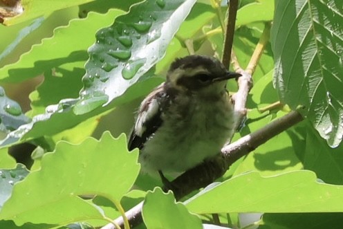 Blackburnian Warbler - ML637334616