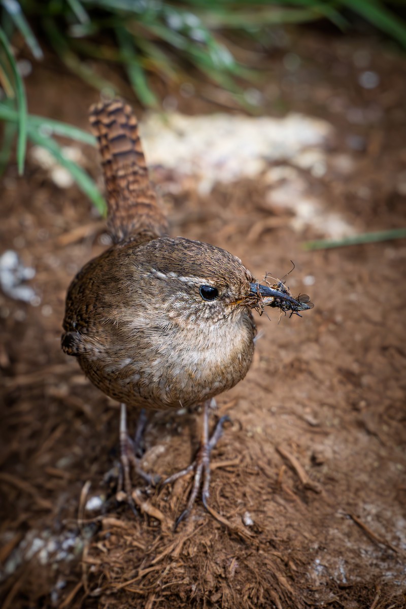 Troglodyte mignon (islandicus) - ML637334645