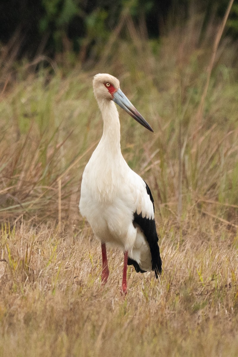 Maguari Stork - ML637334654