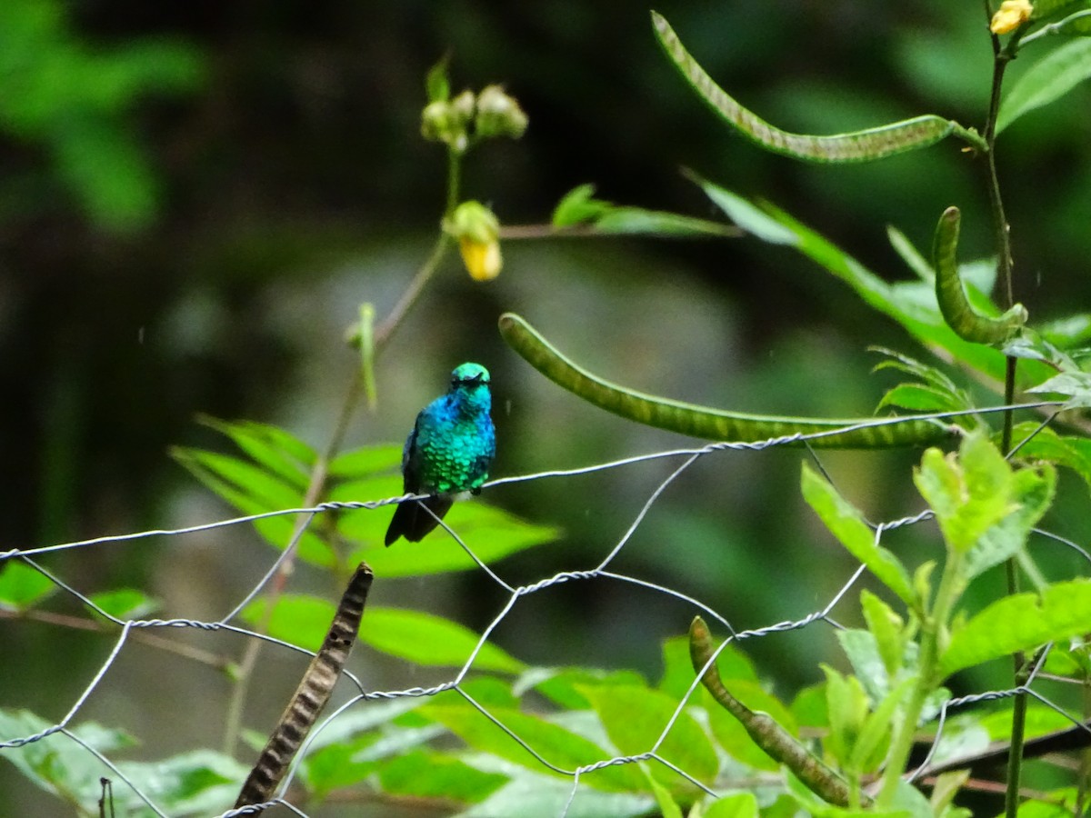 Blue-chinned Sapphire - ML637334655
