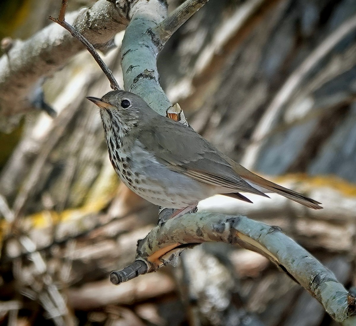 Hermit Thrush - ML637334683