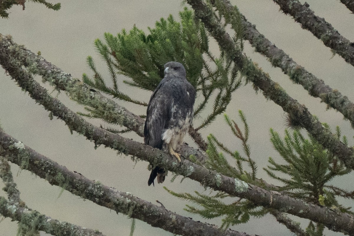 Black-chested Buzzard-Eagle - ML637334695