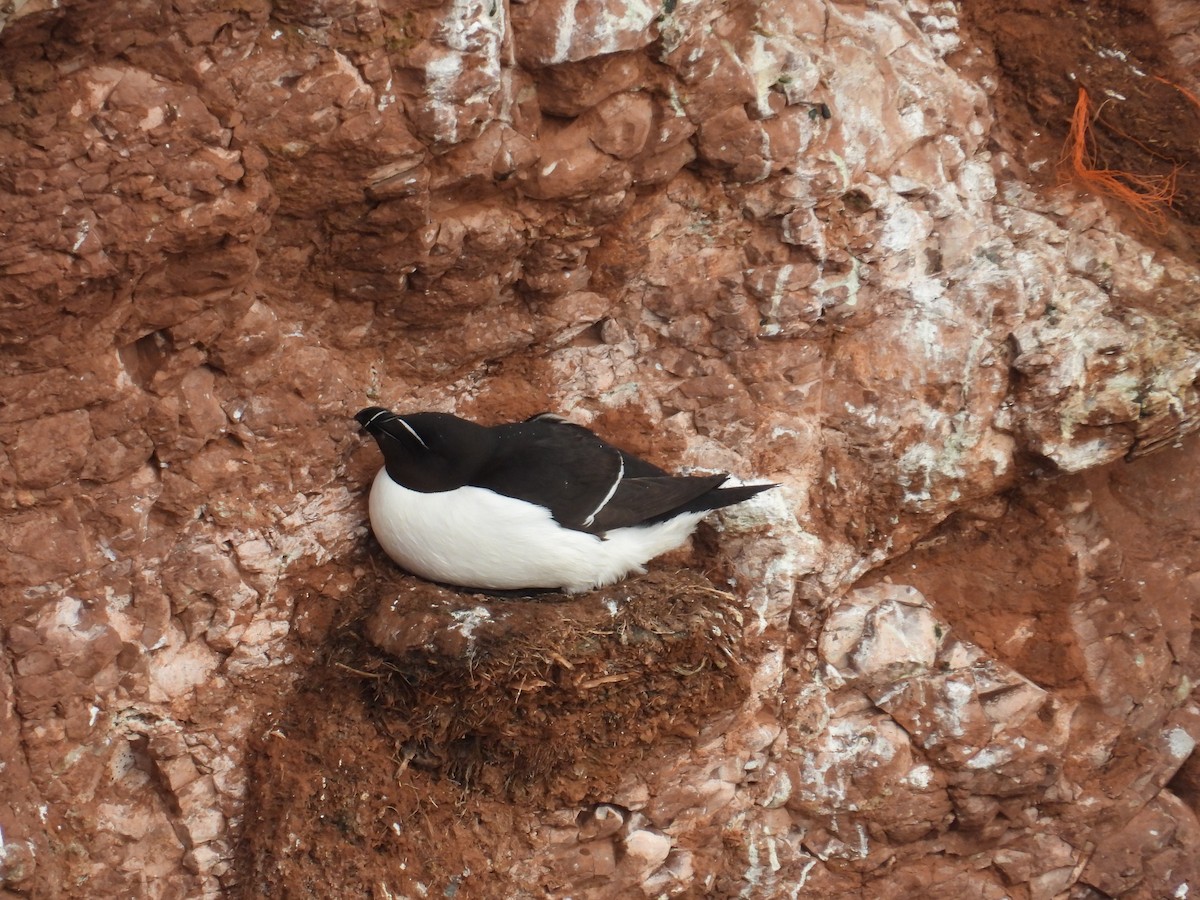 Razorbill - ML637334791