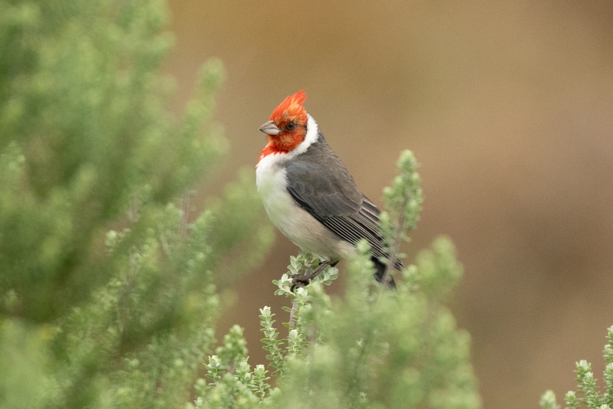 Red-crested Cardinal - ML637334807
