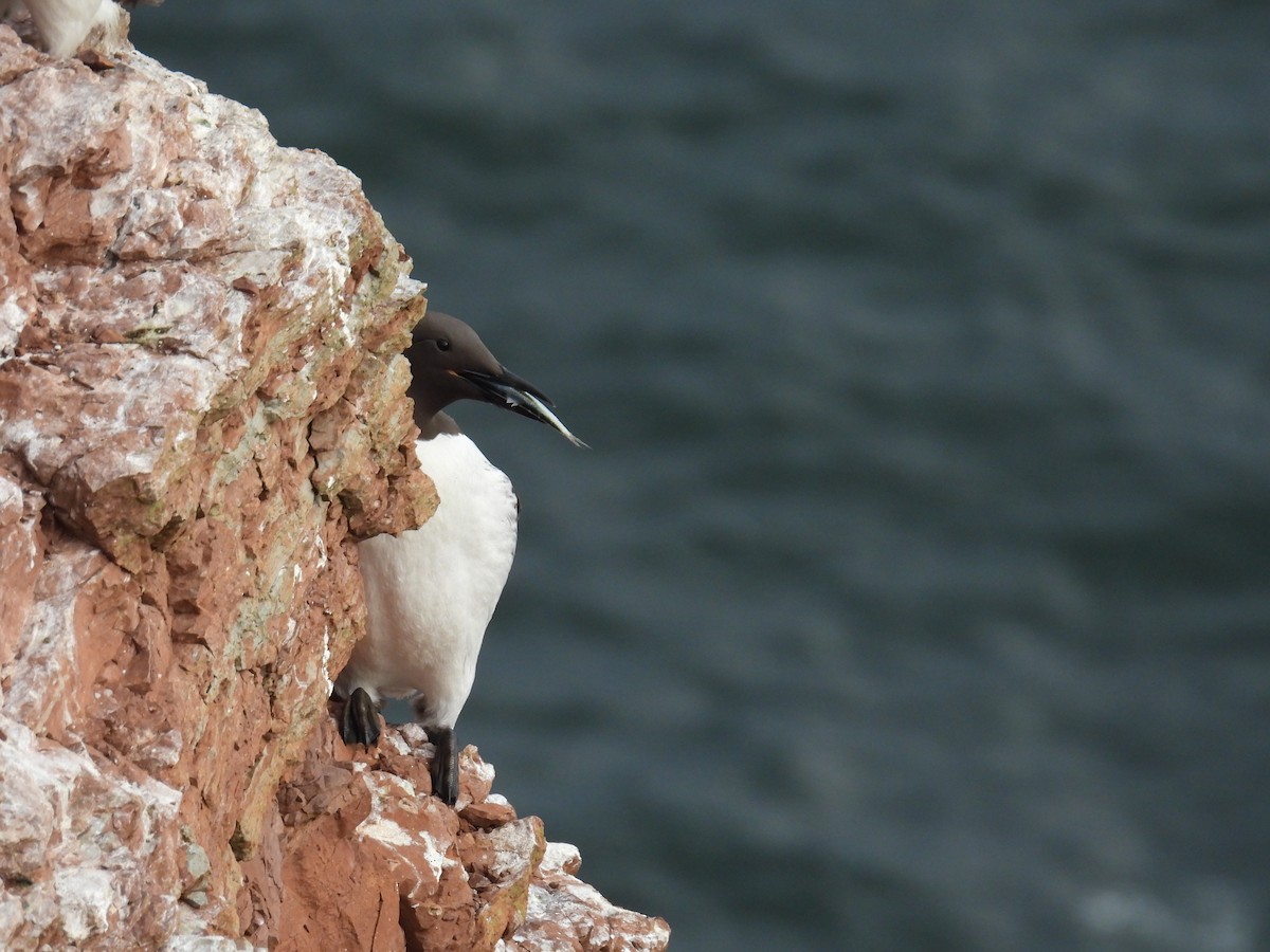 Common Murre - ML637334888