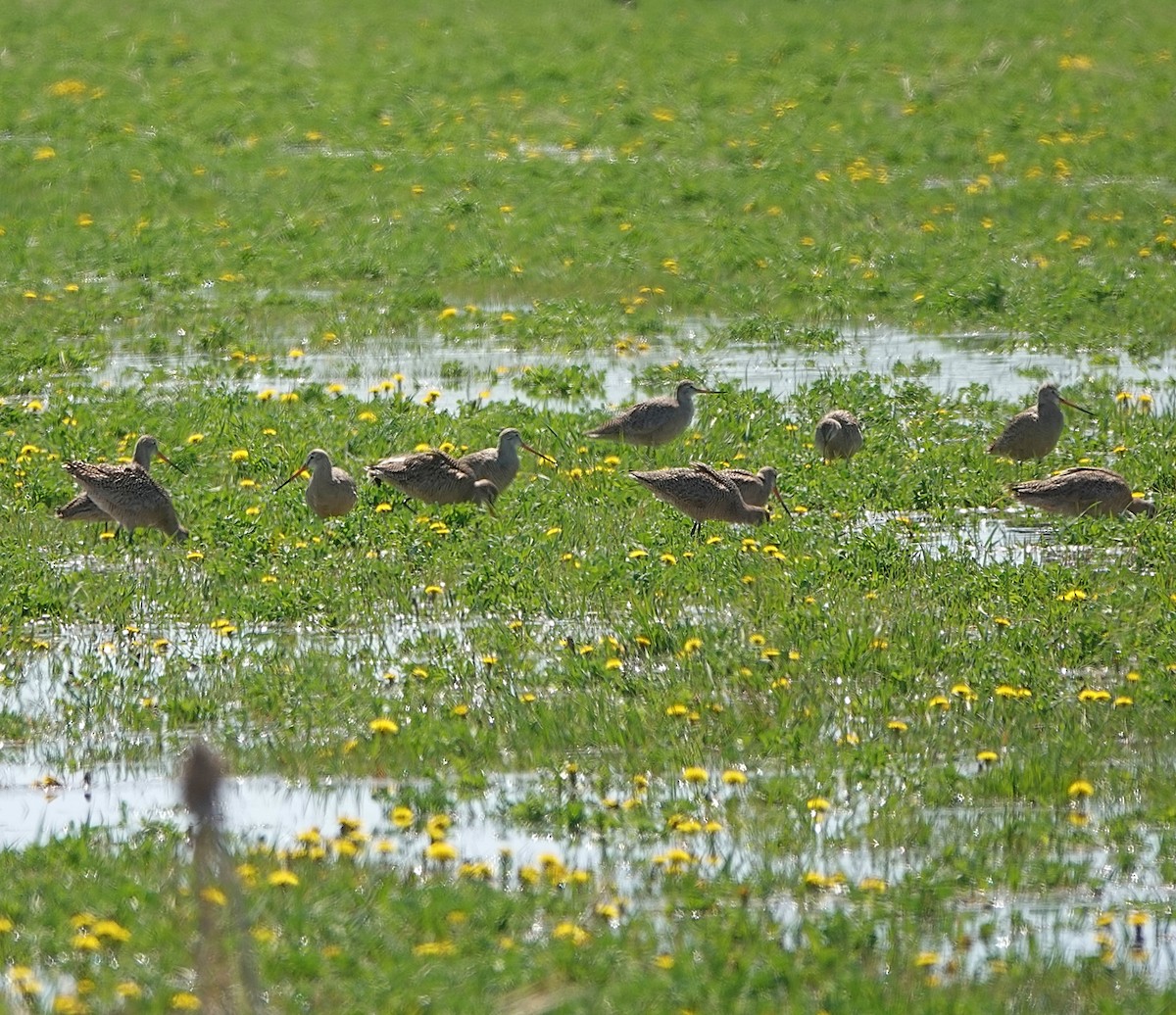 Marbled Godwit - ML637334907