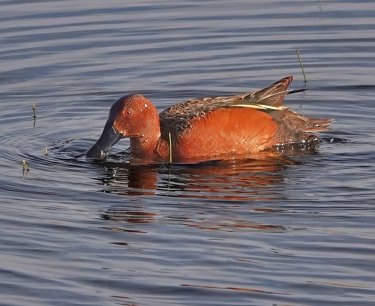 Cinnamon Teal - ML637334963