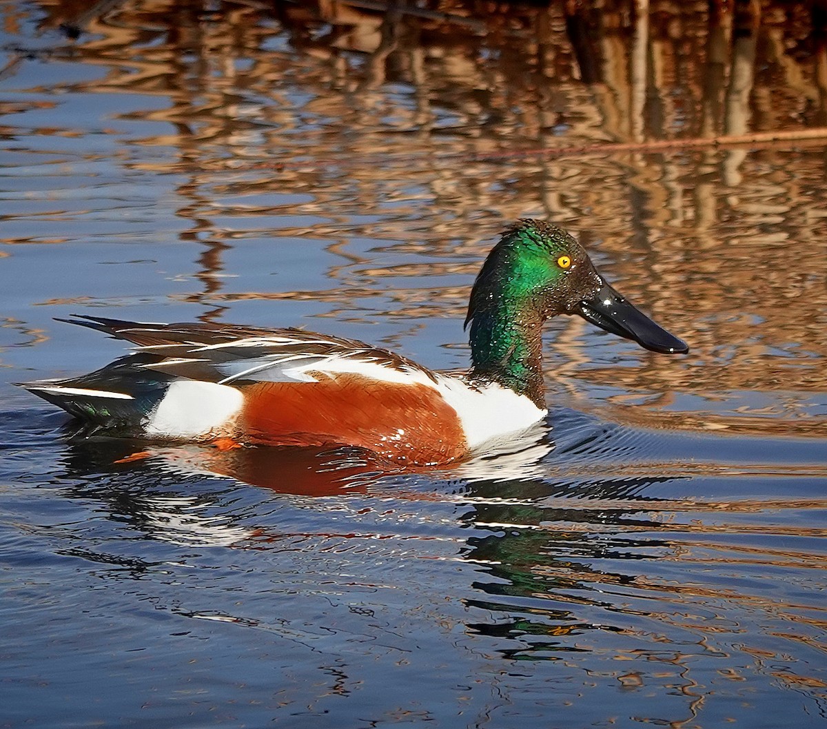 Northern Shoveler - ML637334965