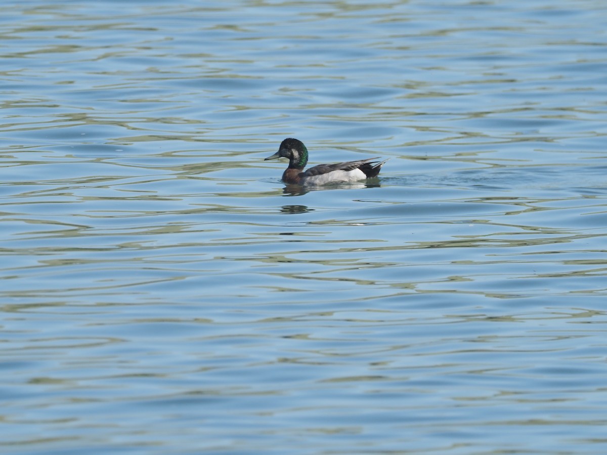 Hybride Canard d'Amérique x C. colvert - ML637334974