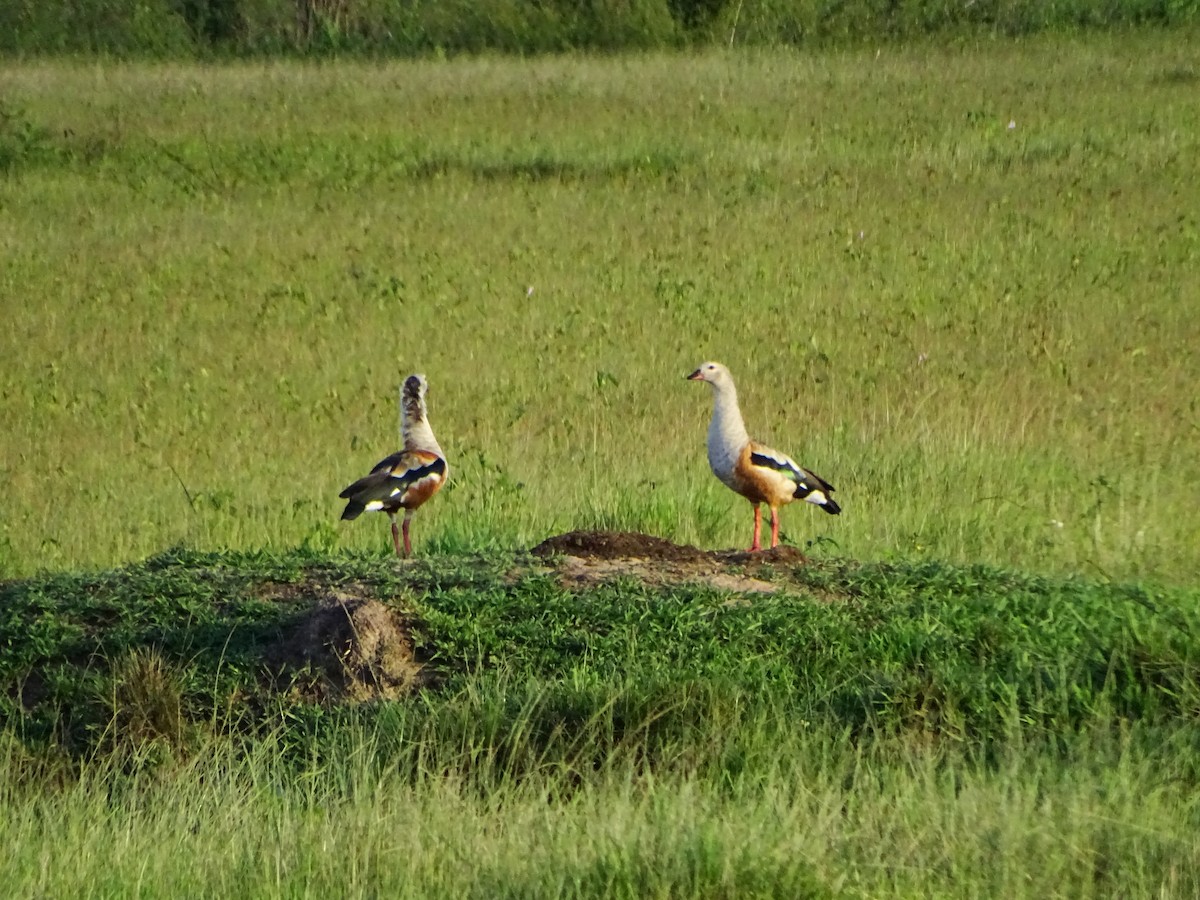 Orinoco Goose - ML637334982