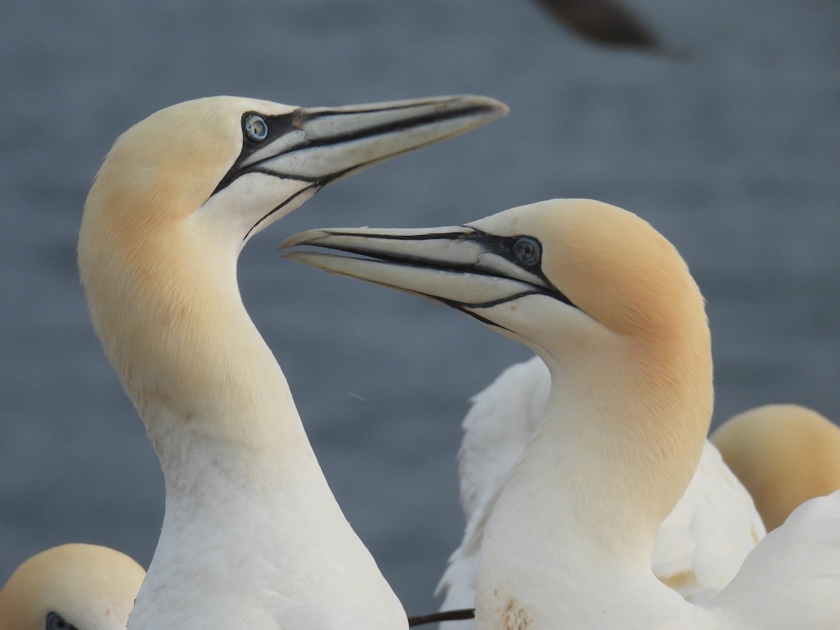 Northern Gannet - ML637334999