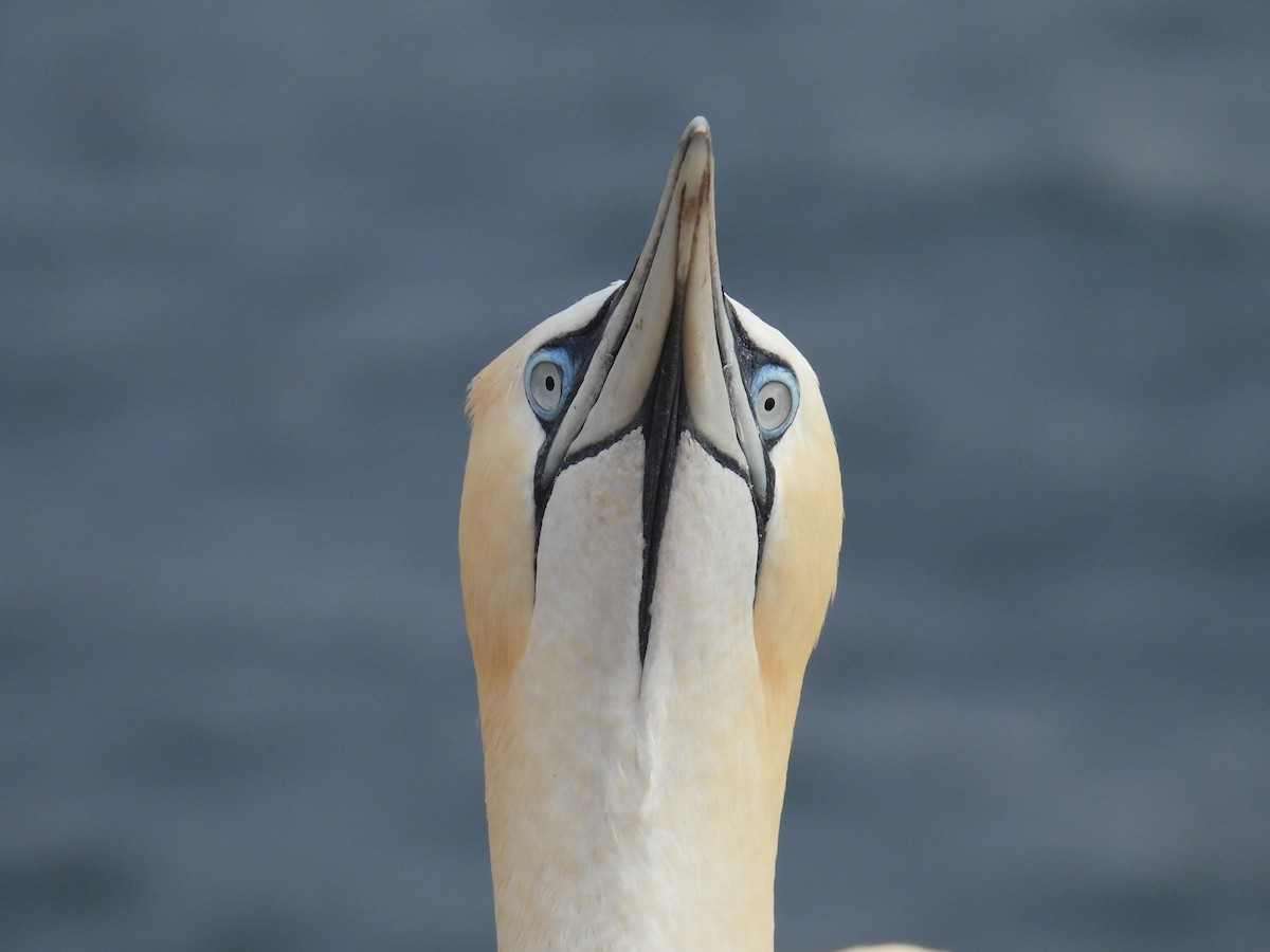 Northern Gannet - ML637335002