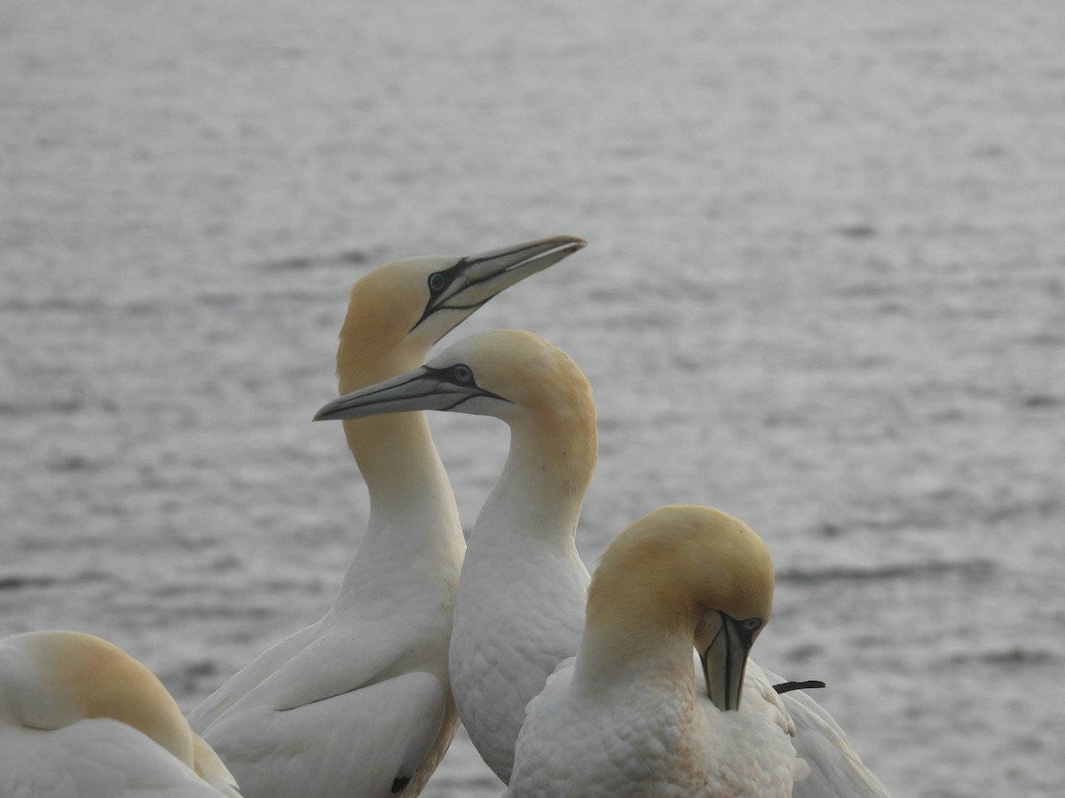 Northern Gannet - ML637335003