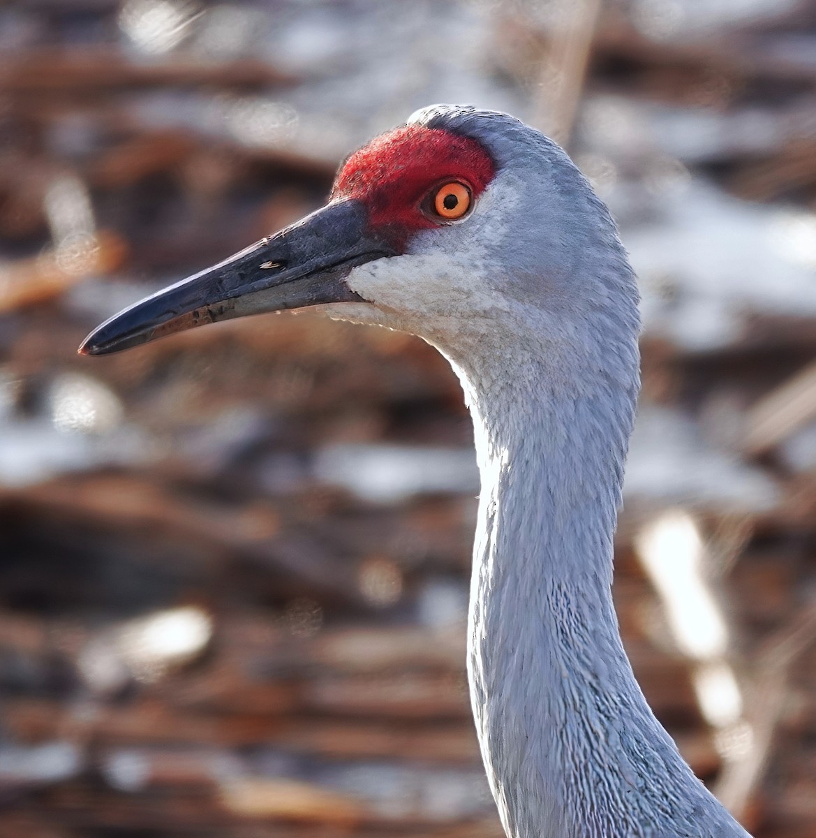 Sandhill Crane - ML637335009