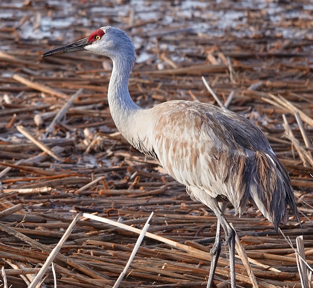 Sandhill Crane - ML637335010